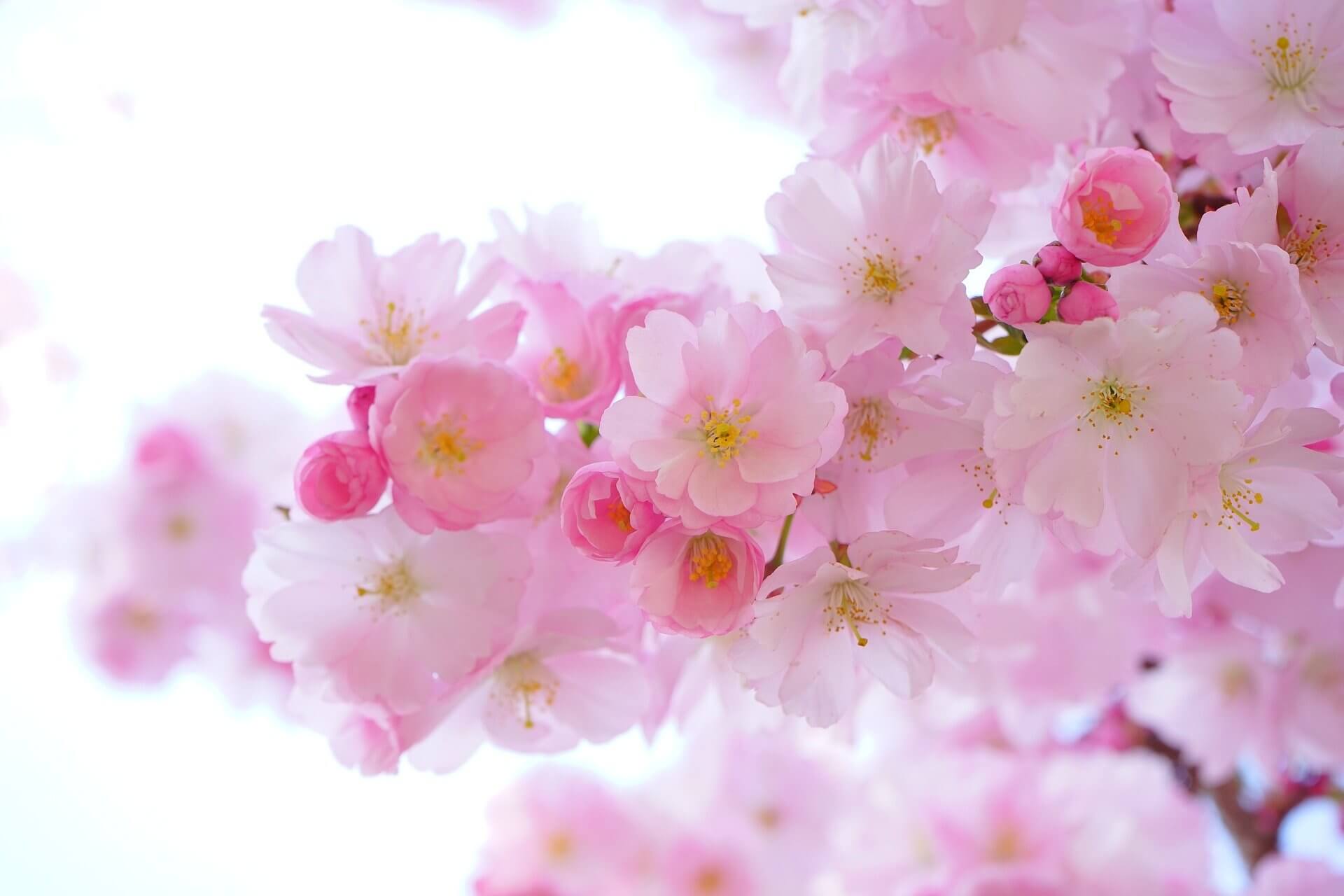 桜のパステルカラー